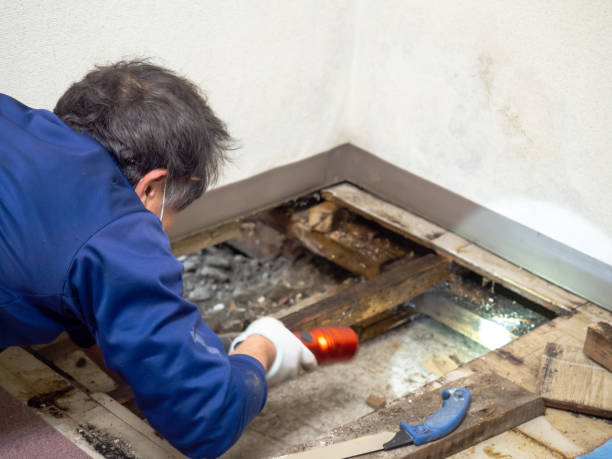 Best Water Damage Restoration  in Solana Beach, CA