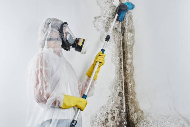 Best Mold Damage Repair  in Solana Beach, CA