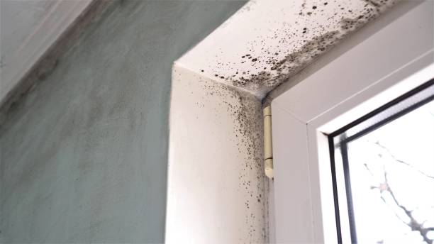 Office Mold Removal Services in Solana Beach, CA