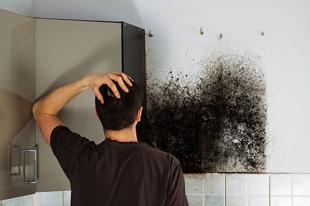 Best Mold Remediation  in Solana Beach, CA