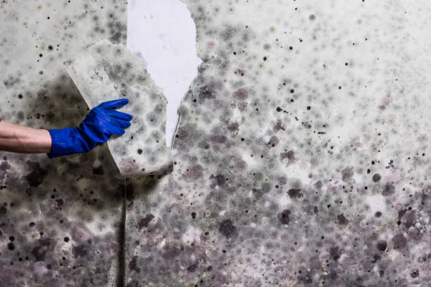 Professional Mold Removal in Solana Beach, CA