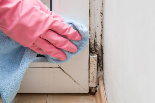 Office Mold Removal Services in Solana Beach, CA